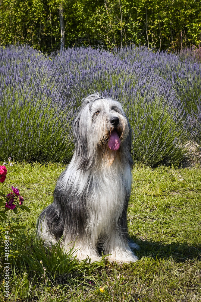 Bearded collie is sitting in levander.  He looks so fluffy, he is so cute dog