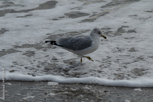 seagull in the foamy waves