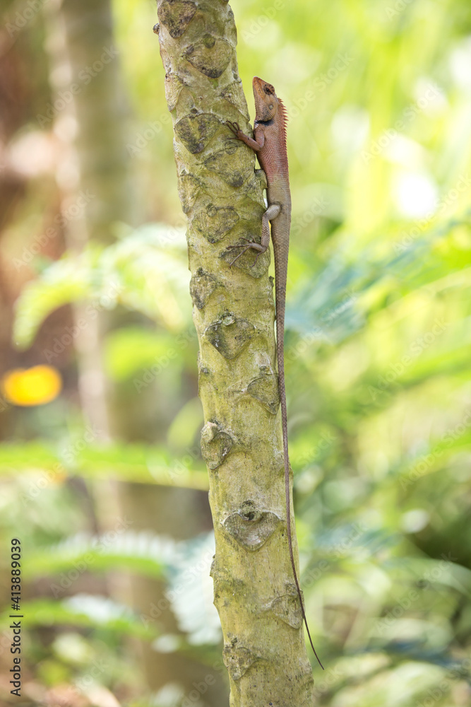 An oriental garden lizard clings to a tree in Vietnam. An oriental garden lizard clings to a tree in Vietnam.