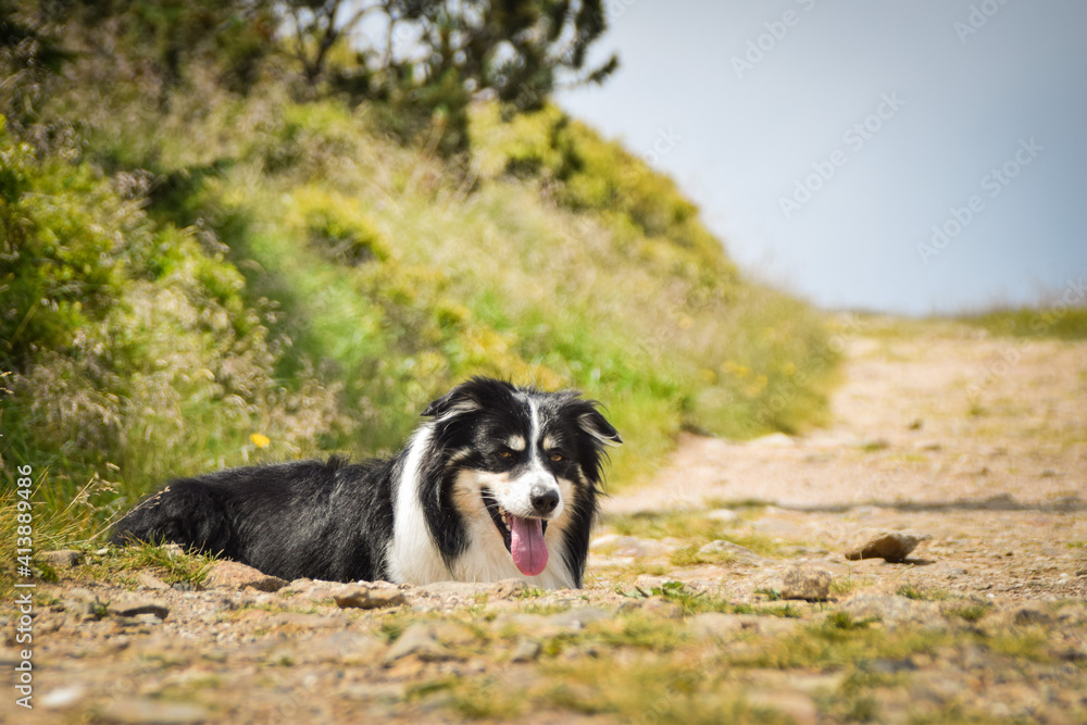 Portrait of border collie is lying on the road in czech mountain Krkonose. He is so funny