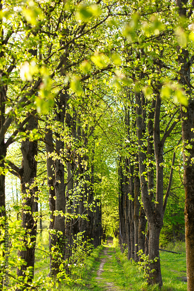 Obraz premium An alley of trees with young, fresh spring foliage. Naturalness, ecology, springtime. Copy space, background