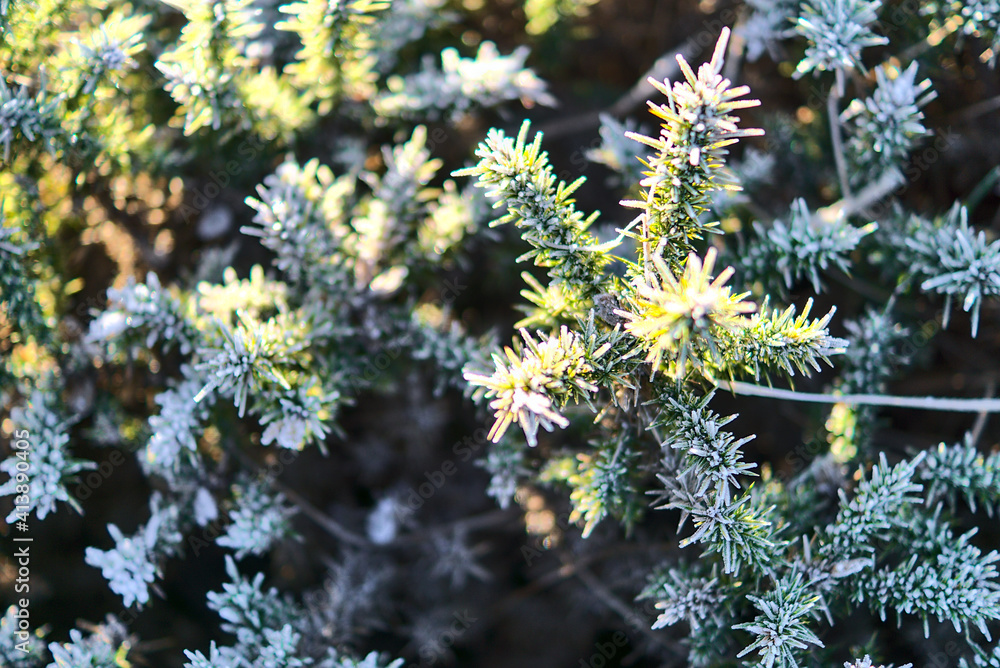 Beautiful close-up view of winter frozen gorse wild flowers growing everywhere in Ireland. Hiking path to Fairy Castle, Two Rock, Dublin Mountains, Co. Dublin, Ireland. Unusual Irish winter 2021 Beautiful close-up view of winter frozen gorse wild flowers growing everywhere in Ireland. Hiking path to Fairy Castle, Two Rock, Dublin Mountains, Co. Dublin, Ireland. Unusual Irish winter 2021