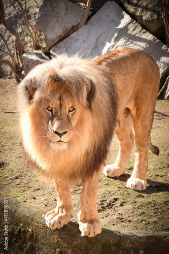 Fototapeta Naklejka Na Ścianę i Meble -  Lion in our zoo in the Czech republic. He is in zoo usti and he is so beautiful one