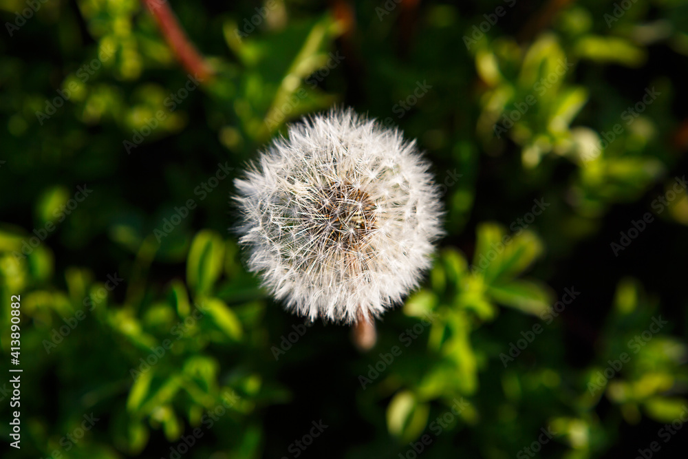 Obraz premium A dandelion in the grass is illuminated by a ray of sunlight. Summer, spring, ecology, naturalness, authenticity, simple joys