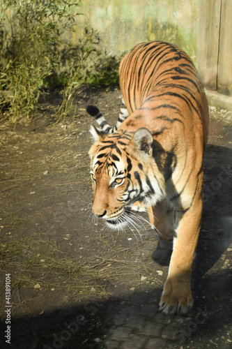 Asian tiger is going in zoo. He is so housebroke photo