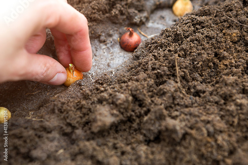 The hand plants the bulbs in the ground in the garden.Springtime, garden plants, working on a plot of land, landscaping, gardening, growing flowers, fruit crops. Copy space
