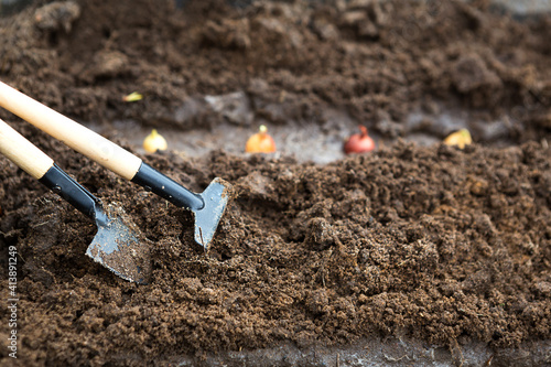 Rake and a shovel are inserted into the ground from the garden, the onion-sowing is planted. Springtime, working on a plot of land, landscaping, gardening, growing flowers, fruit crops. Copy space