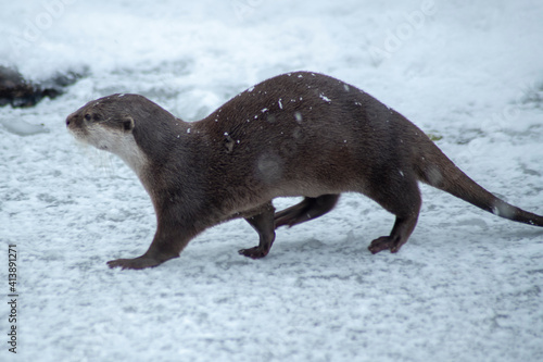 otter on the snow