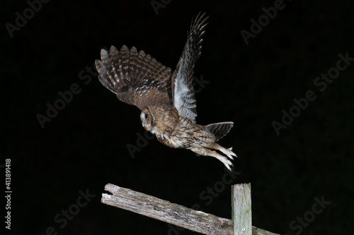 Tawny owl (Strix aluco) photographed at night