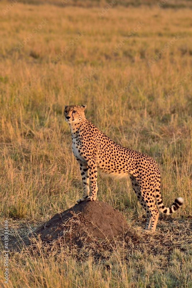 A cheetah watches over the savannah A cheetah watches over the savannah