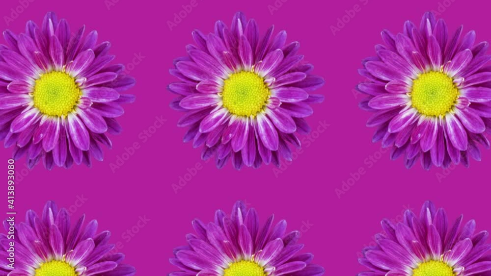 Violet chrysanthemum pattern on a violet background. Simple motion graphics floral animation Violet chrysanthemum pattern on a violet background. Simple motion graphics floral animation