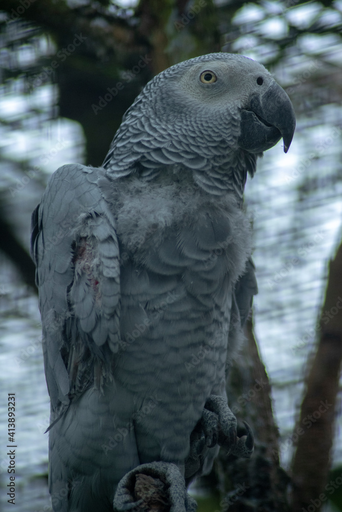 Obraz premium african grey parrot