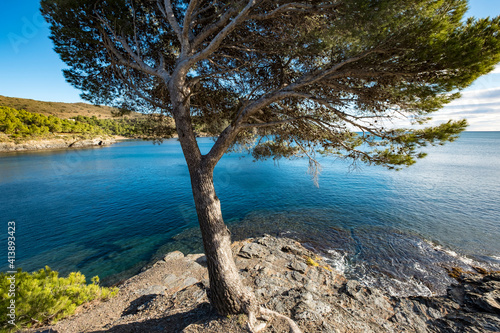 Wallpaper Mural Tree growing on shore by sea Torontodigital.ca