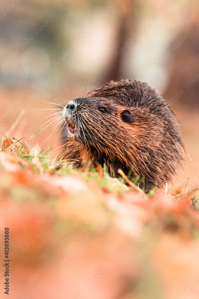 Coypu or Nutria (Myocastor coypus), with beautiful blue coloured background. Colorful water mammal with brown hair sitting near the river. Wildlife scene from nature, Czech Republic Coypu or Nutria (Myocastor coypus), with beautiful blue coloured background. Colorful water mammal with brown hair sitting near the river. Wildlife scene from nature, Czech Republic