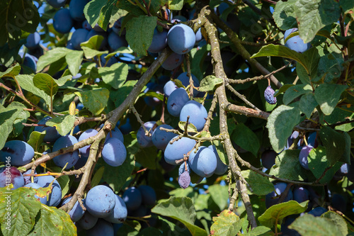 Pflaumen (Prunus domestica)  photo