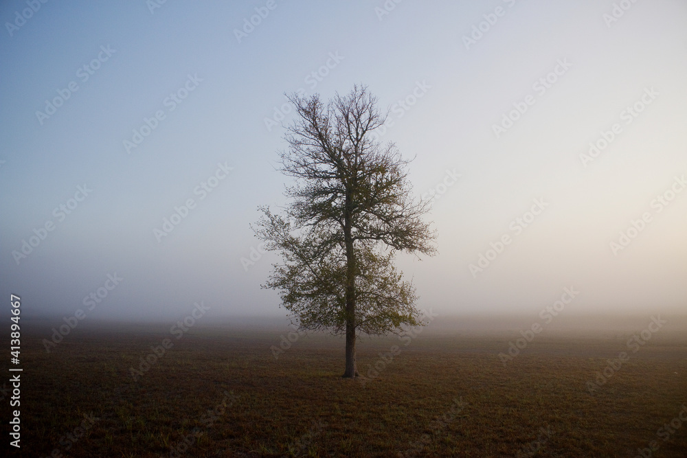 Tree growing on field during foggy weather Tree growing on field during foggy weather