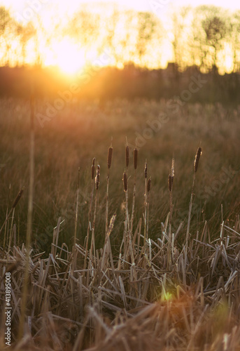 grass in the fog