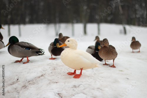 white duck © Rita