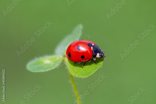 seven-spot ladybird on leaf in nature © mehmetkrc