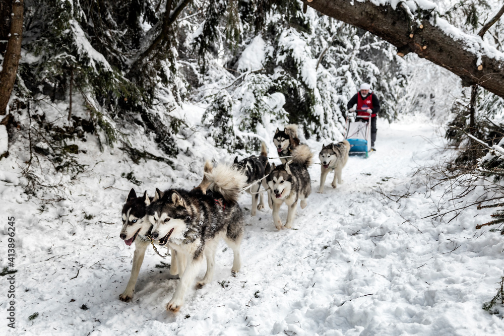 Man dogsledding amidst trees on snowy field Man dogsledding amidst trees on snowy field