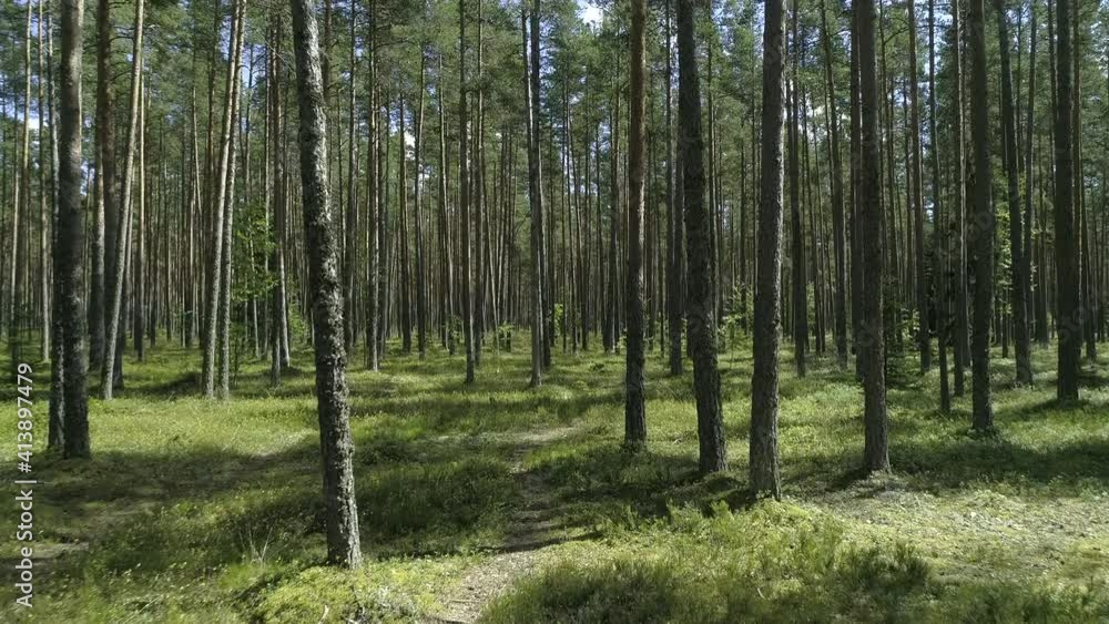 Beautiful pine forest with long trees trunks and green grass carpet, sunny summer day, forward motion view Beautiful pine forest with long trees trunks and green grass carpet, sunny summer day, forward motion view