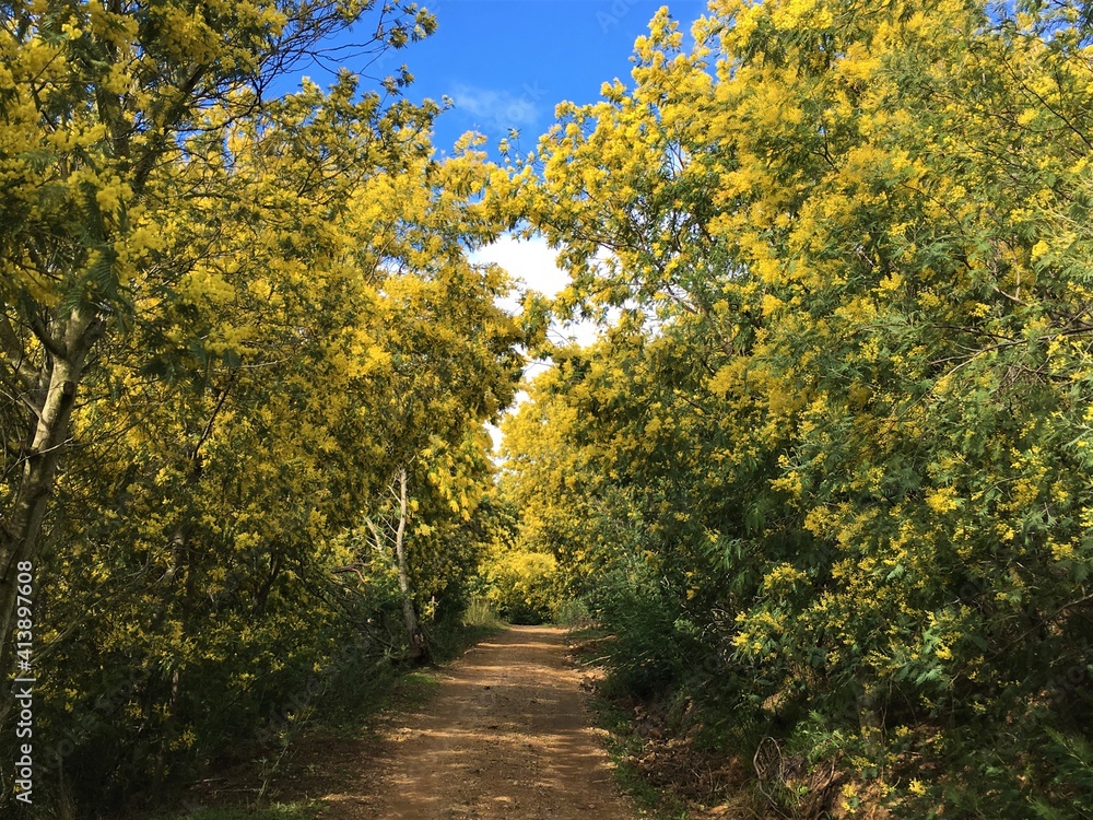 Chemin traversant une forêt de mimosas jaunes Chemin traversant une forêt de mimosas jaunes