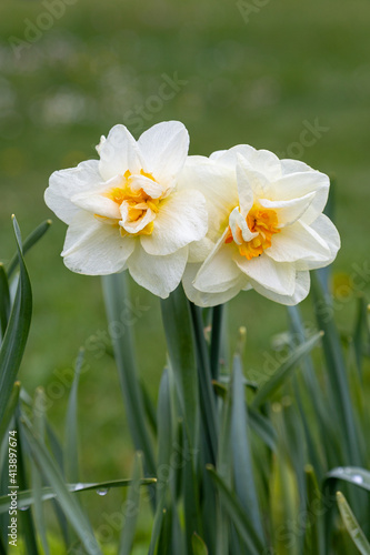 daffodils in a garden © FOTOLUSIS