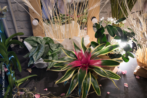 Fotografija Beautiful bright flower of bromeliad in a pot
