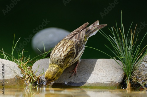 European Serin, Serinus serinus drinks water from a bird's waterhole. Czechia. Europe. 