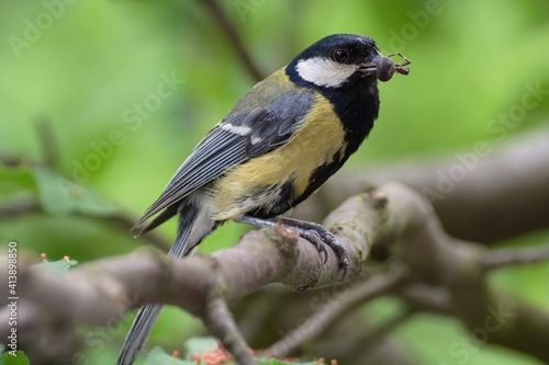 Great tit on a branch carries food to young. Czechia. Europe.
