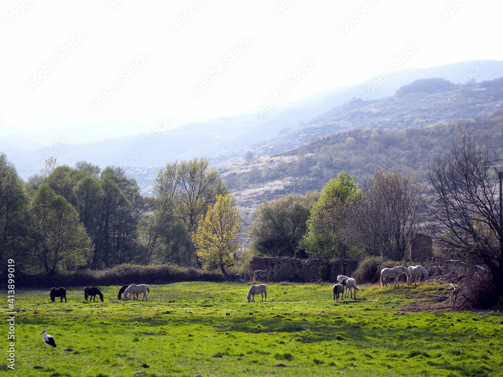beautiful green meadow with wild horses. jerte valley, extremadura, spain. beautiful green meadow with wild horses. jerte valley, extremadura, spain.