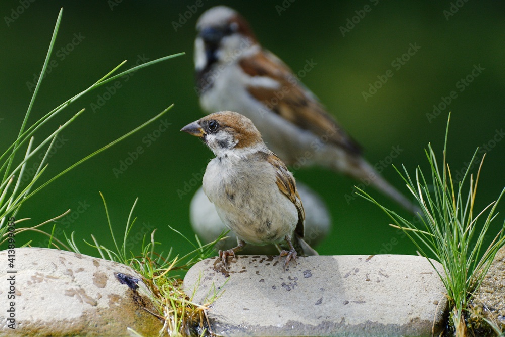 Naklejka premium Tree sparrow on stone with grass by the bird's waterhole. House sparrow, male in the background. Czechia. Europe.