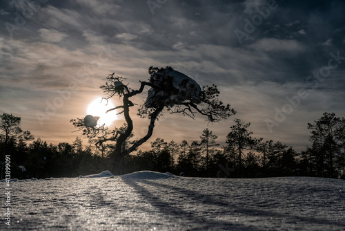 Scenic Sunset in pine tree with much snow frozen on the branches highlighted by low winter Sun, Lapland, Vasterbotten, Umea, Sweden