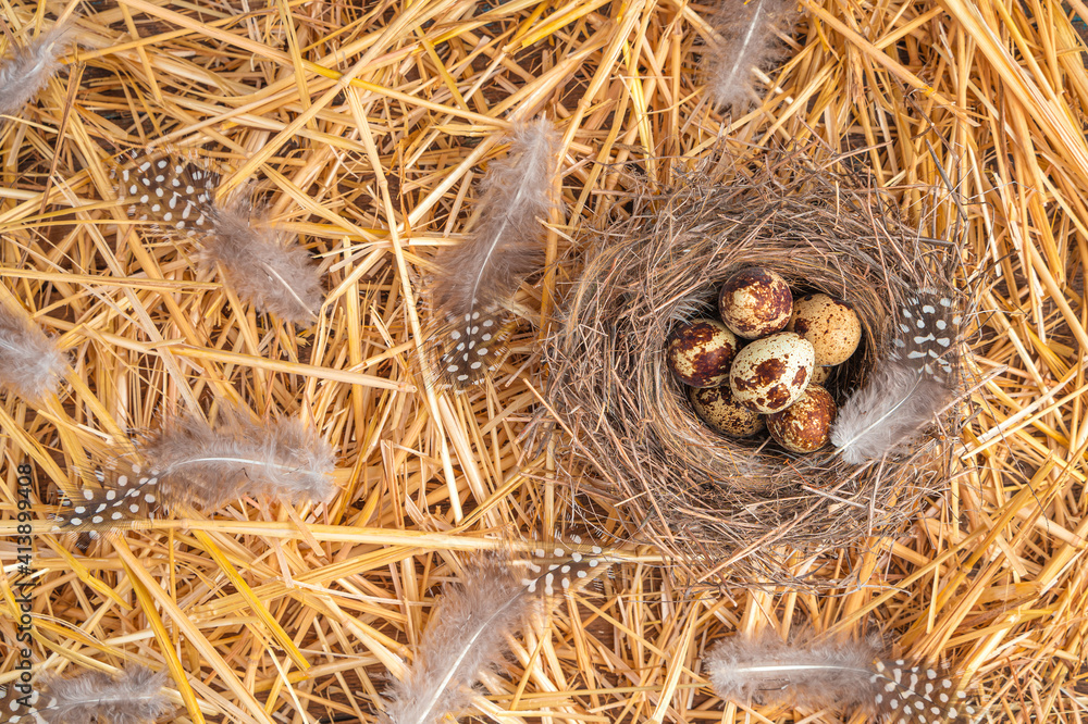 Nest with eggs on straw. Quail eggs in a nest with feathers.