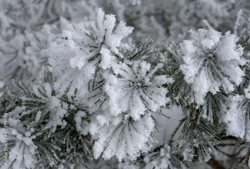snow and ice covered pine tree
