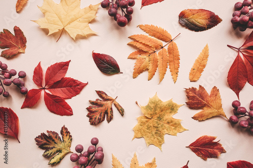 Multicolored autumn leaves on a pink background.