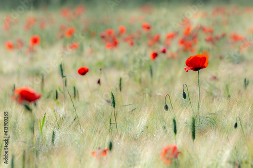 Red poppies in a cereal field at sunrise
