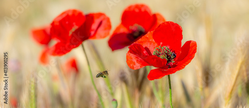 Honey bee with legs full of green pollen flying towards red poppies between cereal spikes