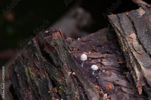 Mycena adscendens - Frosty bonnet. Tiny Saprophyte fungus growing on decaying wood