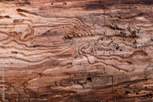 Beautiful patterns in wood, made by woodboring beetles. © LaSu