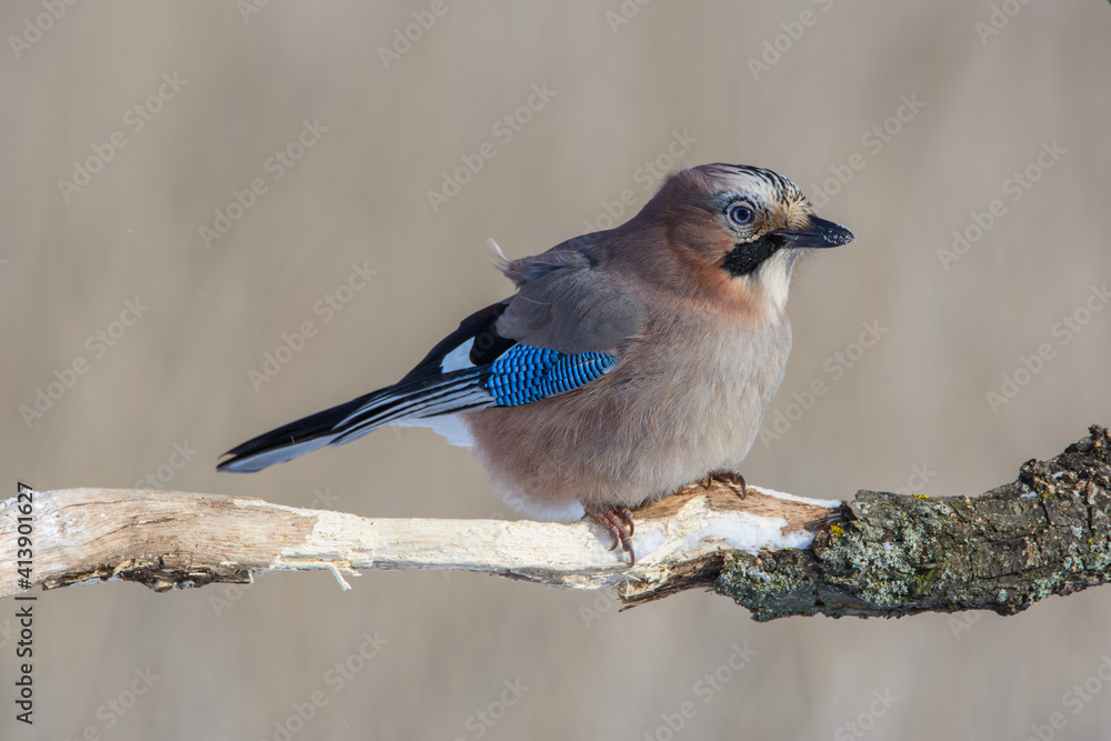 Jay in February