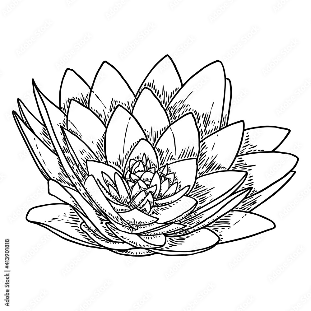 Lotus bud, line art stylized. Lotus flower bloom. Black white, hand drawn isolated water pond lily floral. Body and mind design element. Vector. Lotus bud, line art stylized. Lotus flower bloom. Black white, hand drawn isolated water pond lily floral. Body and mind design element. Vector.