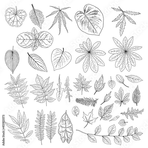 Wallpaper Mural Leaf collection, foliage set. Domestic spring leaves, botanical illustration of hand drawing elements made of real live forest and home plants. Vector. Torontodigital.ca
