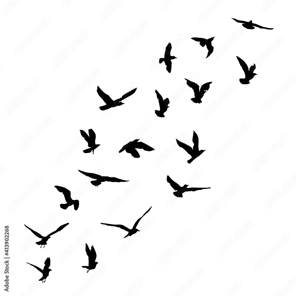 Naklejka Sylwetka zestaw ptaków latających mewy na białym tle. Inspirujący tusz do tatuażu ciała z ptakami morskimi. Wektor.