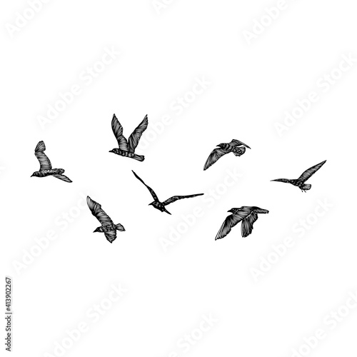 Set of birds flock, flying seagulls, hand drawn textured sketch of sea marine birds. Concept for sail or sailor lifestyle. Vector.