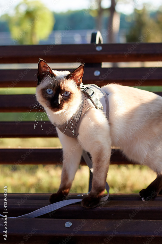 A home cat of breed Mekong Bobtail on a leash in the garden. Pet on a leash. The cat walks in the backyard.