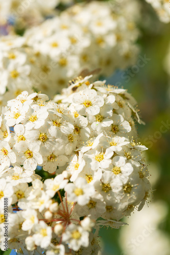 Beautiful flowering spirea twigs in the garden photo