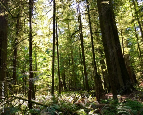 forest in the morning