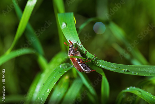 Pest beetle crawls slowly in the grass photo
