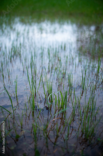 beautiful green wet grass after rainy day